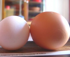 白卵と赤卵