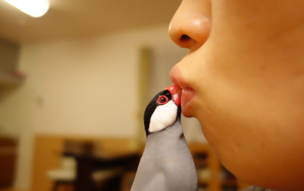 文鳥とキス