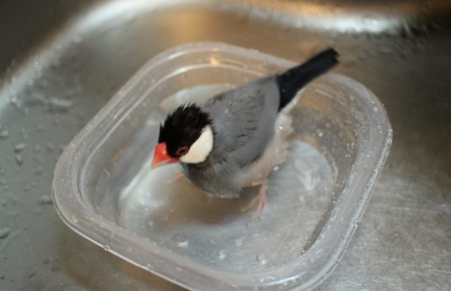 水浴び文鳥